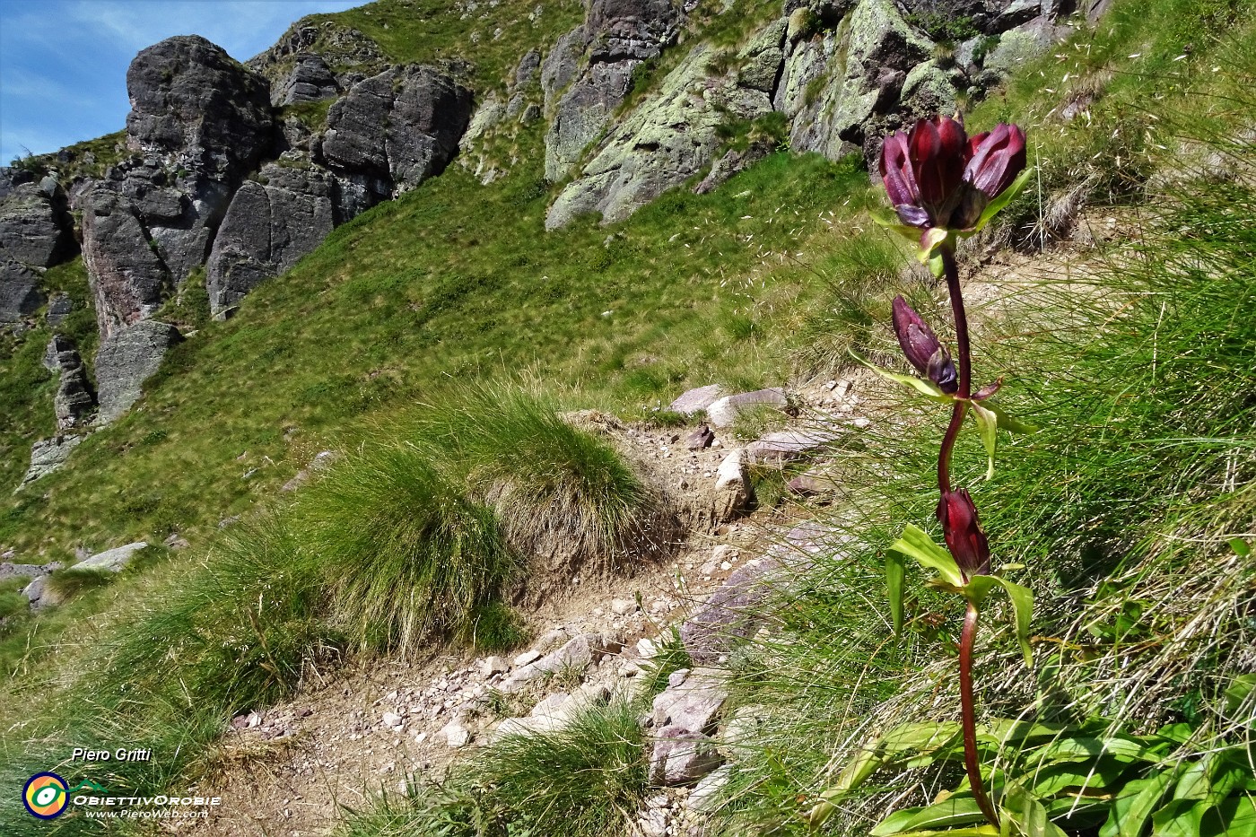 18 Genziana porporina (Gentiana Lutea).JPG